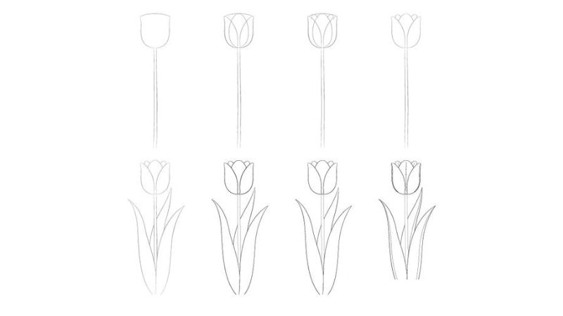 cách vẽ hoa tulip bằng bút chì